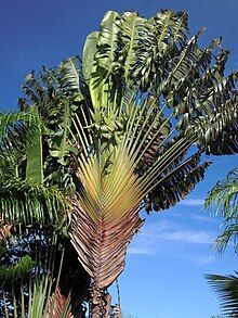 tall, fan-like palm tree