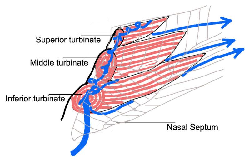 File:Right-nasal-airway-passage.jpg