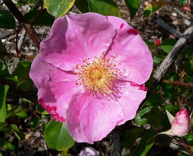 File:Rosa Anemone 1.jpg