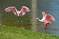 Roseate spoonbills landing