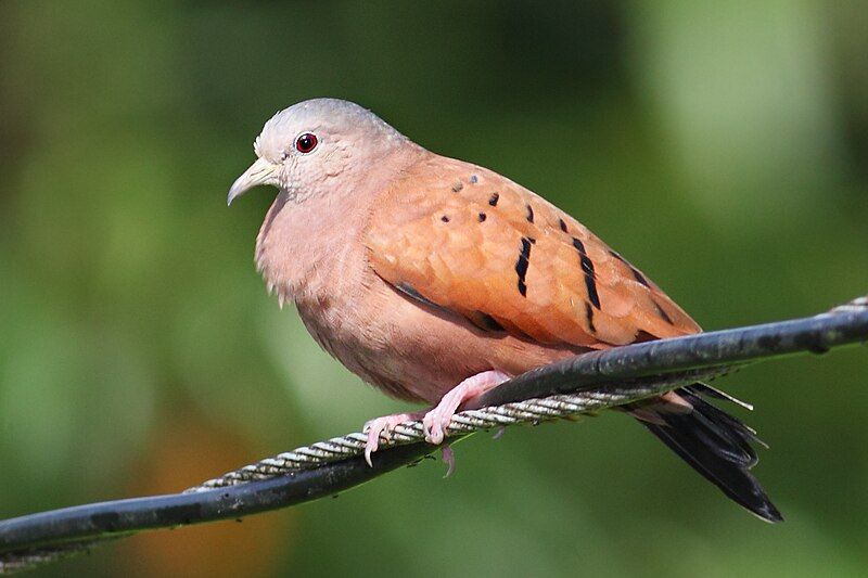 File:Ruddy Ground Dove.jpg