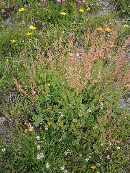 File:Rumex scutatus01.jpg