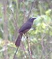 Grayish Saltator. Thanks to Jimfbleak and Sabine's Sunbird for ID discussion.