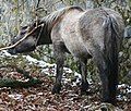 Image 10A Heck Horse, bred to resemble the now-extinct Tarpan (from Domestication of the horse)