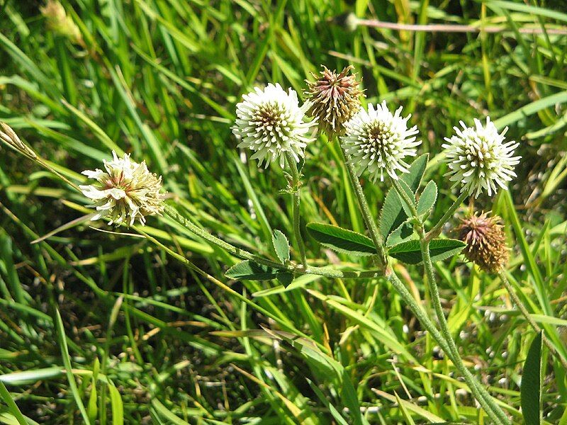 File:Trifolium montanum02.jpg