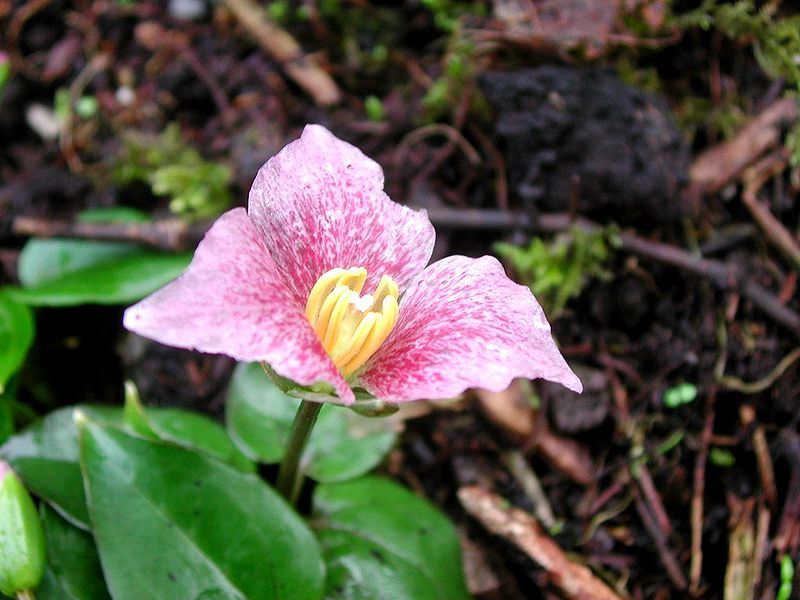 File:Trillium rivale (fleur).jpg