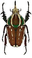 Mecynorhina ugandensis var. knirschi Tesař with green marks