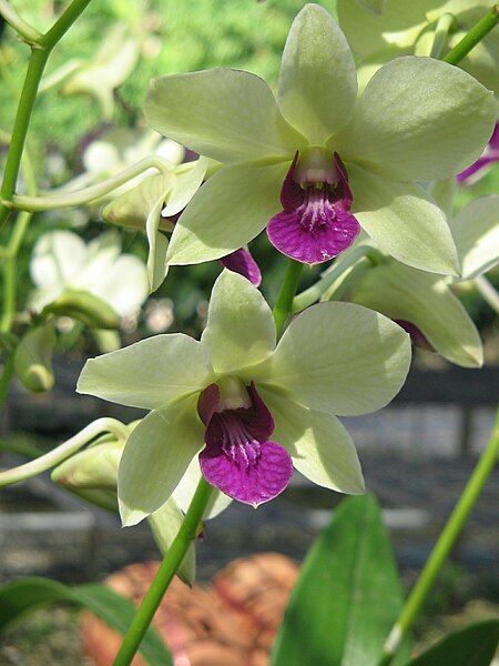 File:Unid orchid09.JPG