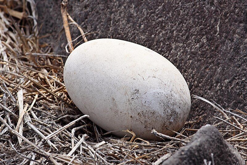 File:Waved-albatross-egg.jpg