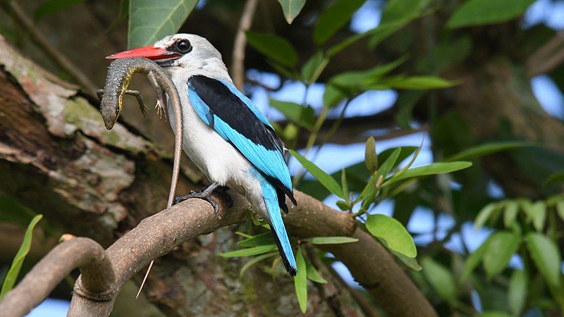 File:Woodland Kingfisher.jpg