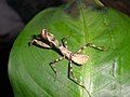 Female Pnigomantis medioconstricta L4 nymph