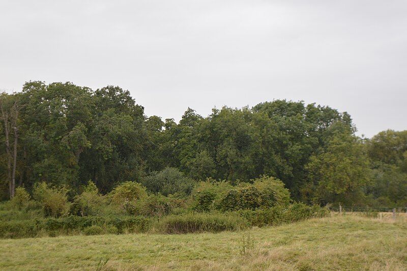 File:Alder Carr 4.jpg