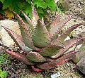 Aloe marlothii