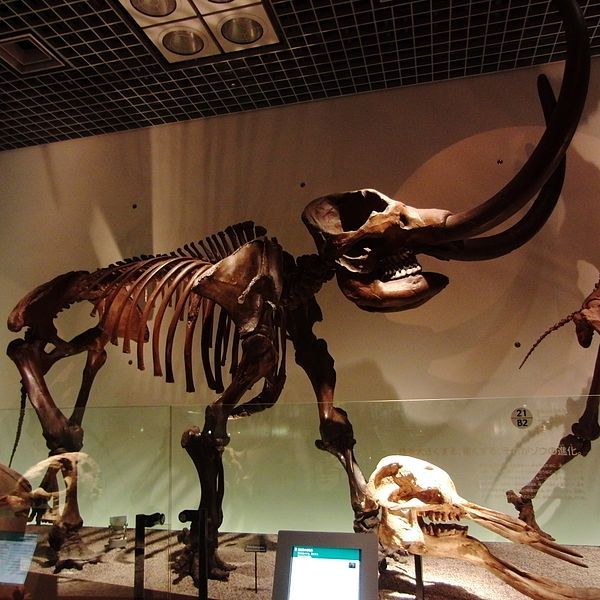 File:American mastodon Skelton.jpg