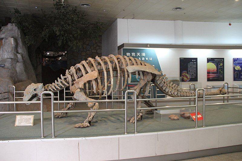 File:Ankylosaurus Skeleton (31478253461).jpg