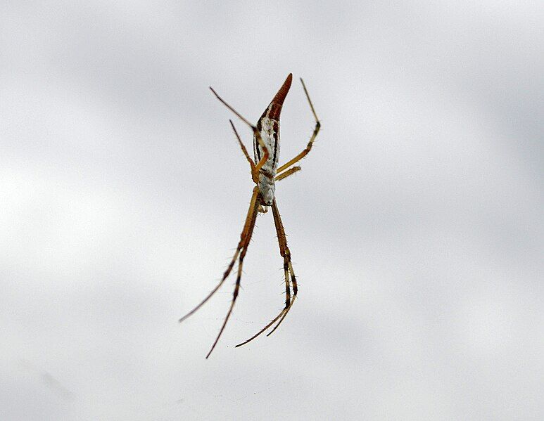 File:Argiope protensa.jpg