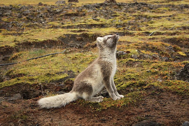 File:Artic fox Iceland.JPG