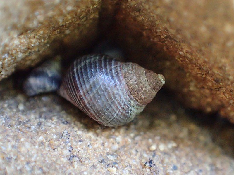 File:Austrolittorina cincta.jpg