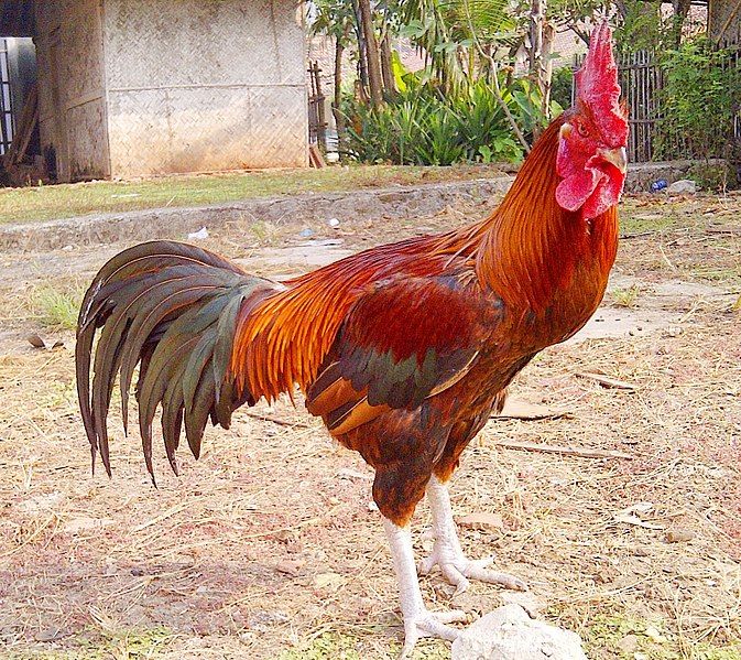 File:Ayam Pelung.jpg