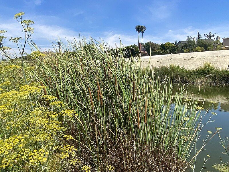 File:Ballona creek vegetation.jpg