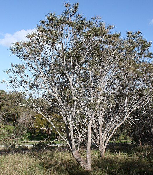 File:Banksia prionotes trees.jpg