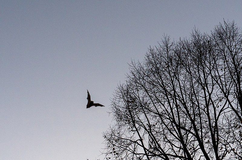 File:Bat at dusk.jpg