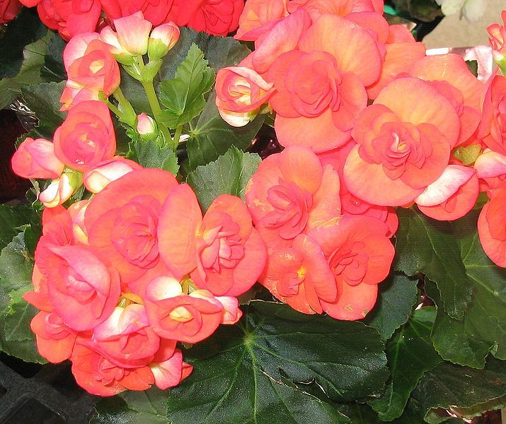 File:Begonia 1.jpg