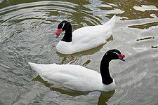 Black-necked swan