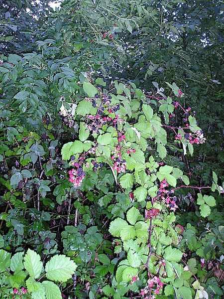 File:Blackberry with fruits.jpg