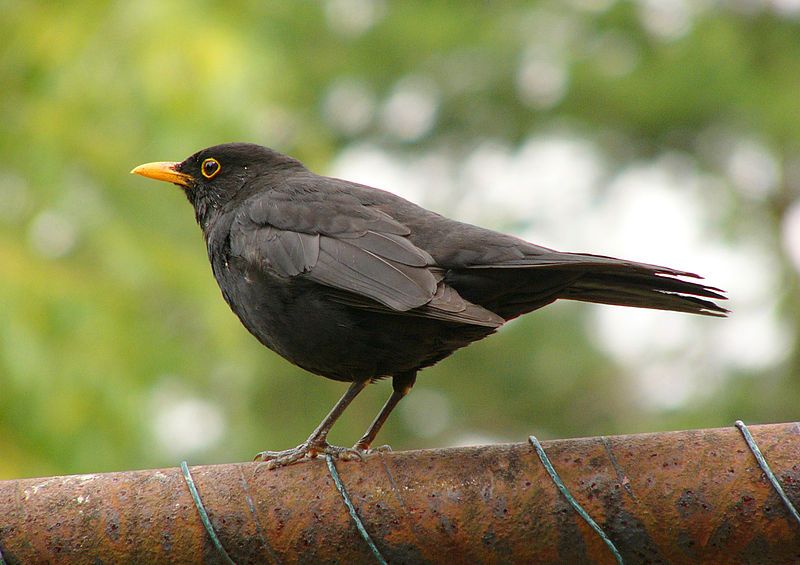 File:Blackbird 2.jpg