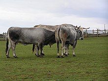 Istrian cattle