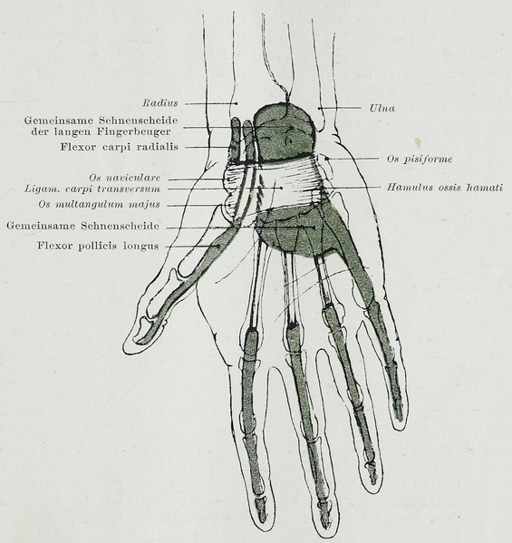 File:Braus 1921 185.png