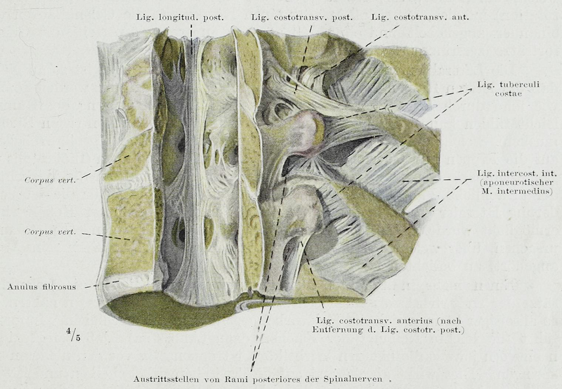 File:Braus 1921 69.png