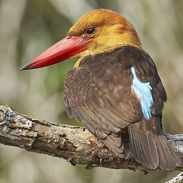 File:Brown-wingedKingfisher.jpg