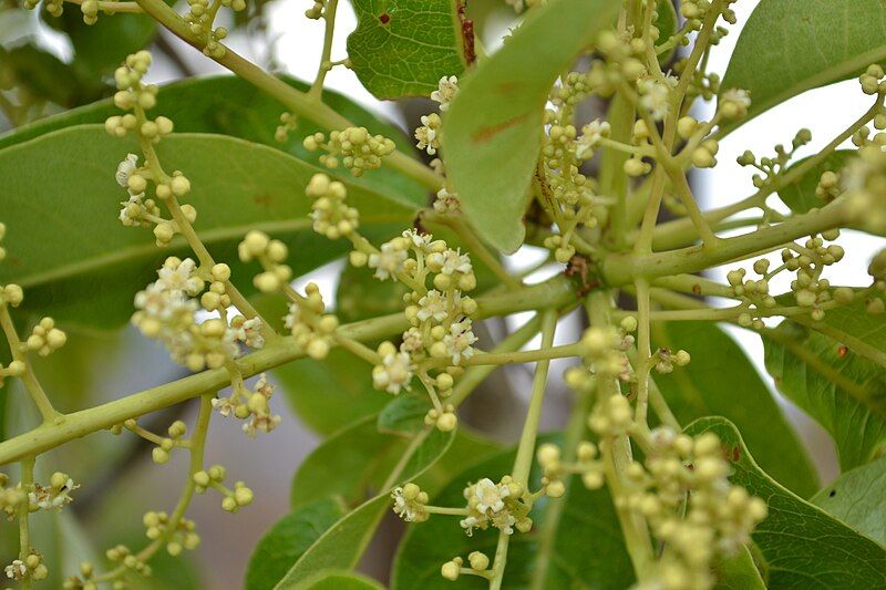 File:Buchanania cochinchinensis.JPG