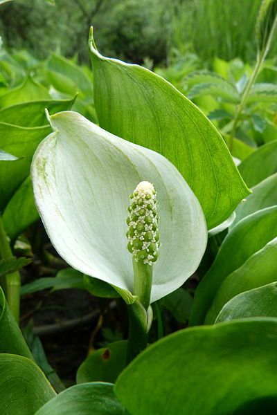 File:Calla palustris (Vosges).JPG