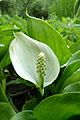 Marsh calla, Lake Retournemer.