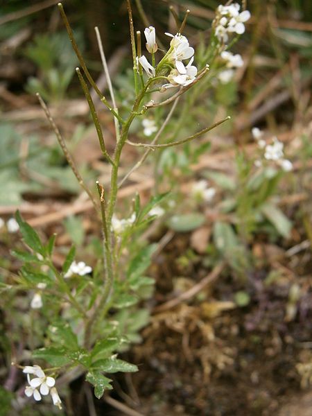 File:Cardamine flexuosa 006.JPG