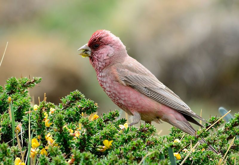 File:Carpodacus severtzovi.jpg