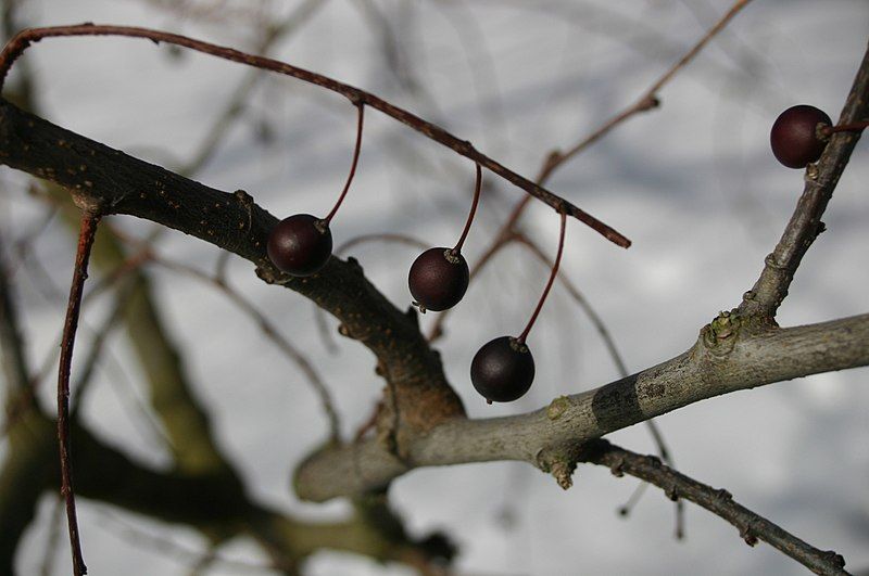 File:Celtis-occidentalis-fruits.JPG