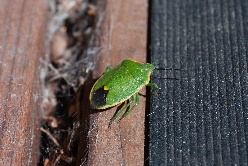 File:Chlorochroa rossiana.jpg