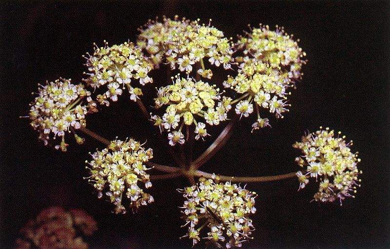 File:Cicuta douglasii.jpg