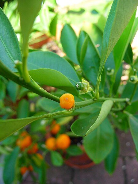 File:Citrus reticulata Fruchtansatz.JPG