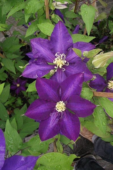 File:Clematis daniel deronda.JPG