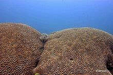 Brain Coral, Taganga