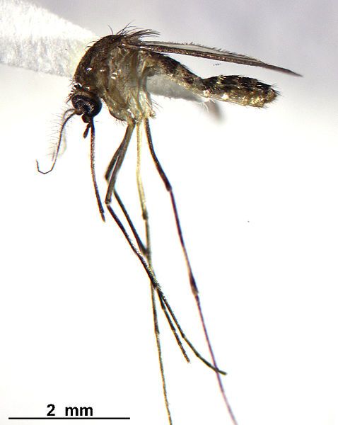 File:Culex nigripalpus.jpg