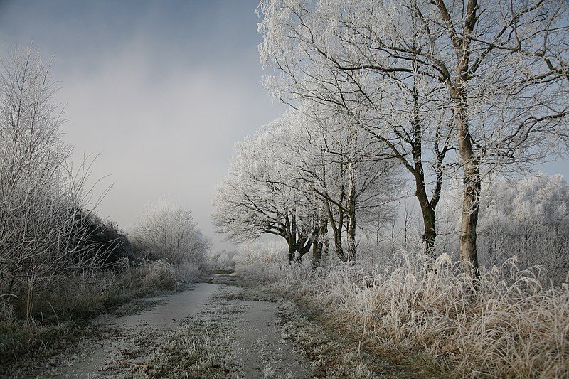 File:D Hoarfrost1.jpg