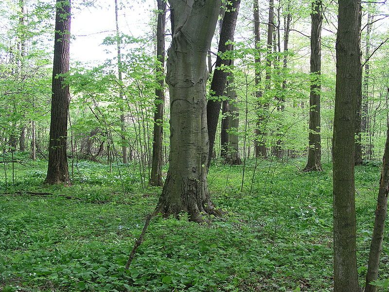 File:Dowagiac Woods.jpg