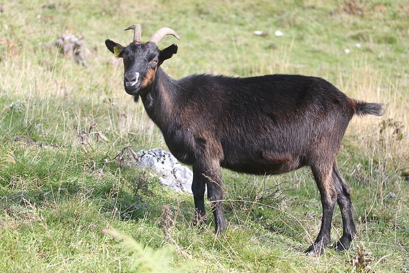 File:Drezhnica goat.JPG