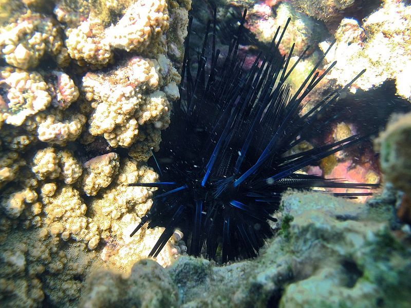 File:Echinothrix diadema Réunion.jpg